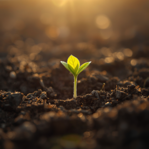 Uma pequena muda de planta crescendo forte a partir de uma semente na terra fértil, iluminada pela luz do sol matinal. Representa o tempo orgânico e paciente do desenvolvimento e da constância na espiritualidade, em contraste com o imediatismo.